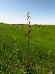 Verbascum phoeniceum
