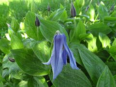 Clematis integrifolia