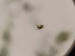 Cryptachaea veruculata