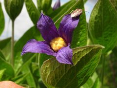 Clematis integrifolia