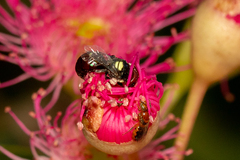 Pachyprosopis kellyi