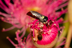 Pachyprosopis kellyi