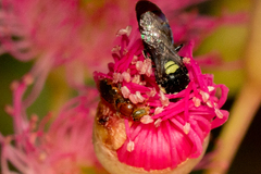 Pachyprosopis kellyi