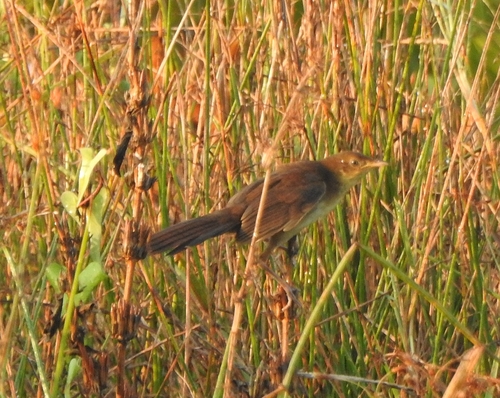 Broad-tailed Grassbird (Schoenicola platyurus), photo 9