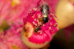 Pachyprosopis kellyi