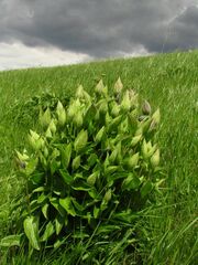 Clematis integrifolia