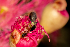 Pachyprosopis kellyi