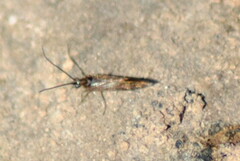 Esperia sulphurella