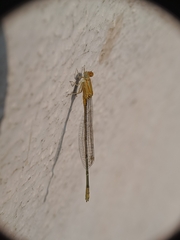 Pseudagrion
