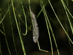 Bandidus canifrons