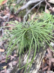 Lycopodium deuterodensum