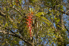 Tillandsia prodigiosa