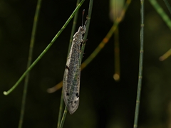 Bandidus canifrons
