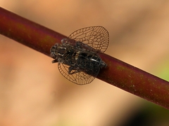 Elicinae
