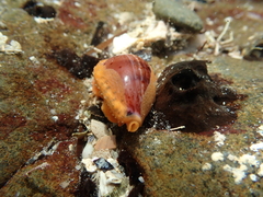 Notocypraea comptonii