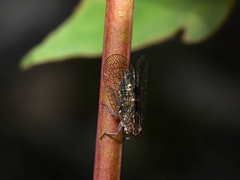 Elicinae