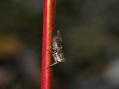 Elicinae