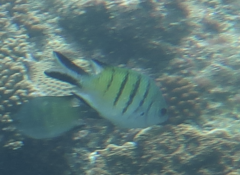 Abudefduf whitleyi