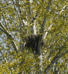 Haliaeetus leucocephalus