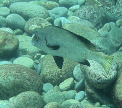 Plectorhinchus unicolor