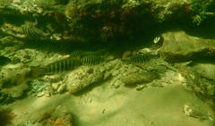 Girella zebra