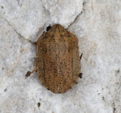 Eurygaster austriaca