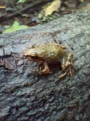 Anhydrophryne hewitti