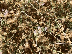 Stephanomeria pauciflora