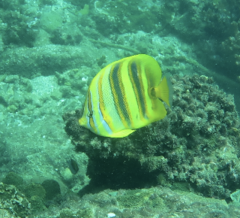 Chaetodon rainfordi