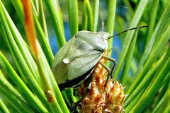 Chlorochroa