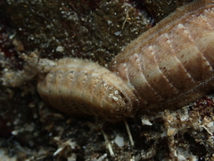 Ischnochiton cariosus