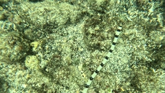 Myrichthys colubrinus