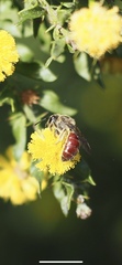 Parasphecodes