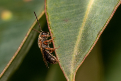 Colletidae