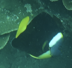 Chaetodontoplus meredithi