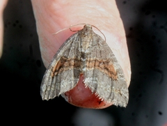 Hydriomena