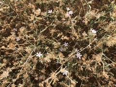 Stephanomeria pauciflora