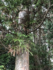 Cryptomeria japonica