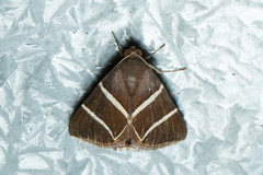 Grammodes justa