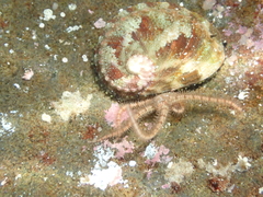 Ophiothrix