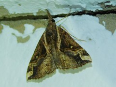 Hypena varialis