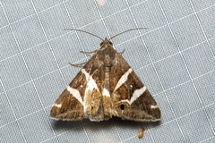 Grammodes pulcherrima