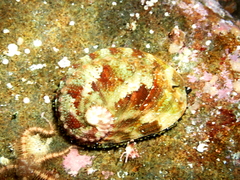 Haliotis rubra