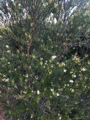 Ricinocarpos pinifolius