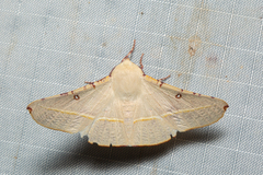Oenochroma pallida
