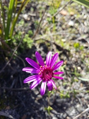 Senecio hastifolius