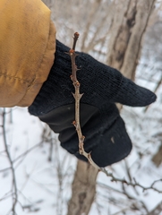 Zanthoxylum americanum