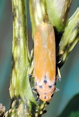 Bothrogonia addita