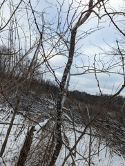 Zanthoxylum americanum