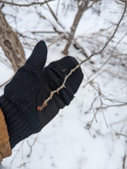 Zanthoxylum americanum